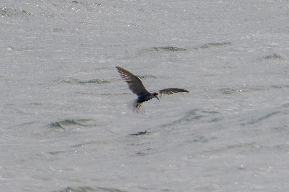 Black Tern (Eurasian) - ML600023641