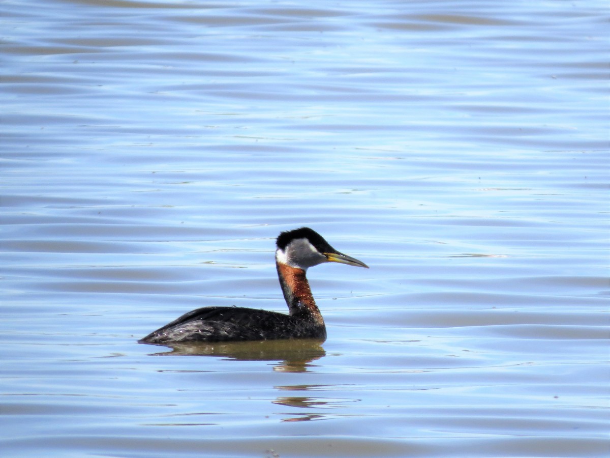 Red-necked Grebe - ML60002621