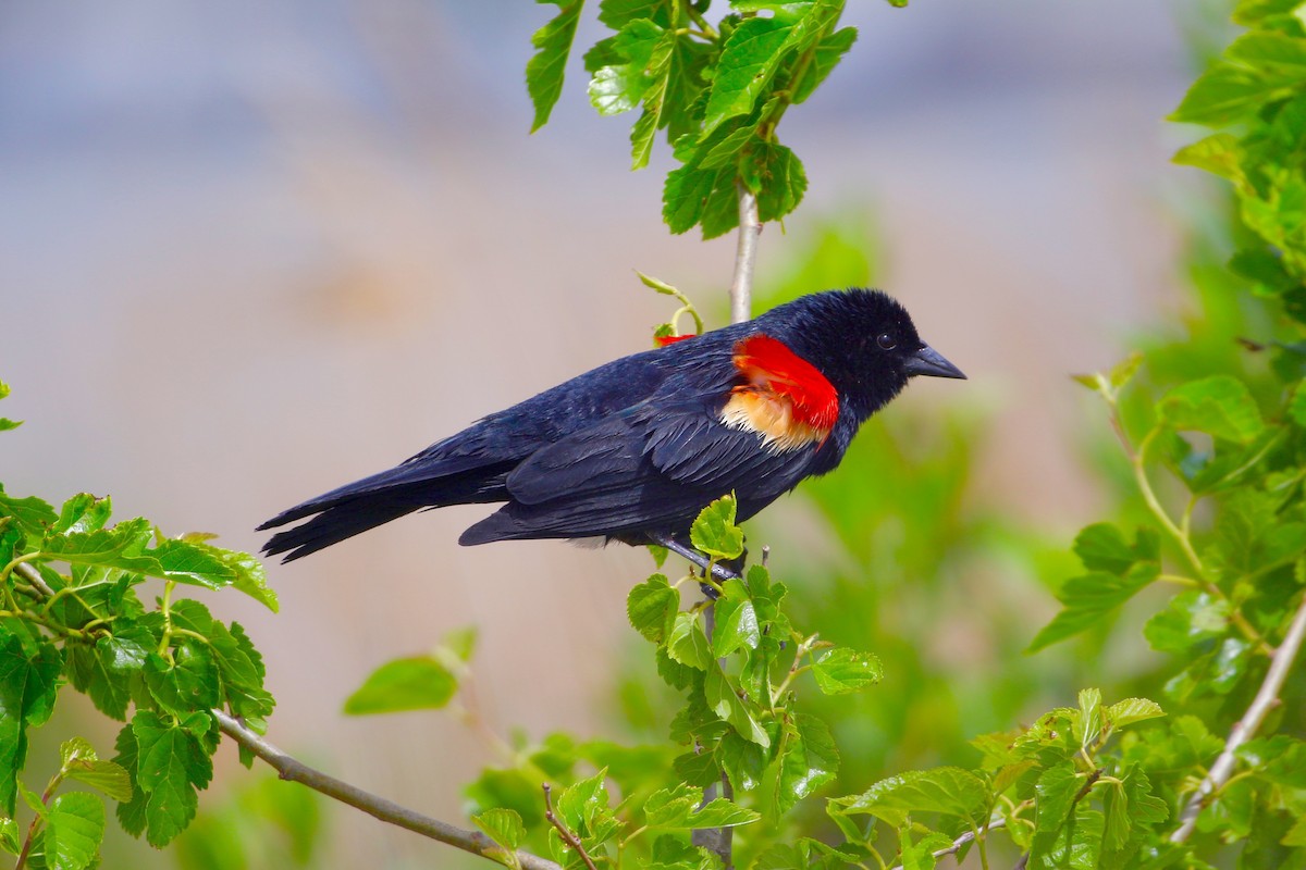 Red-winged Blackbird - Harumi Umi