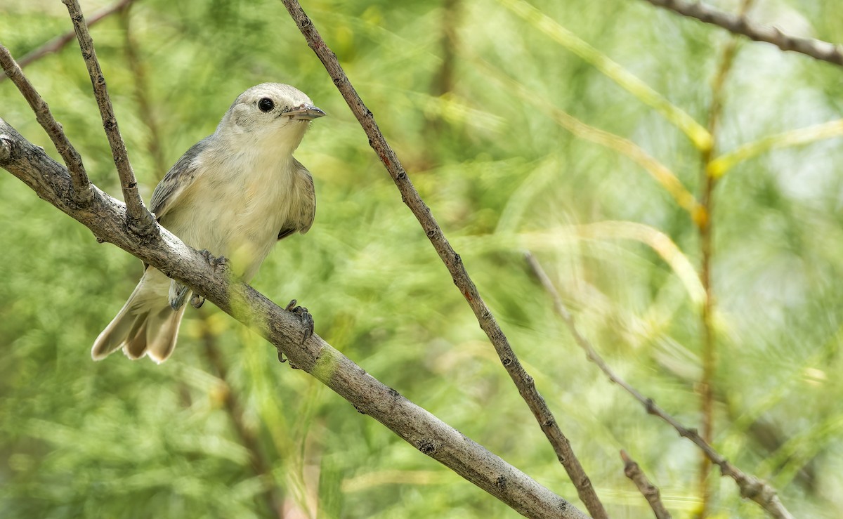 Lucy's Warbler - ML600034071