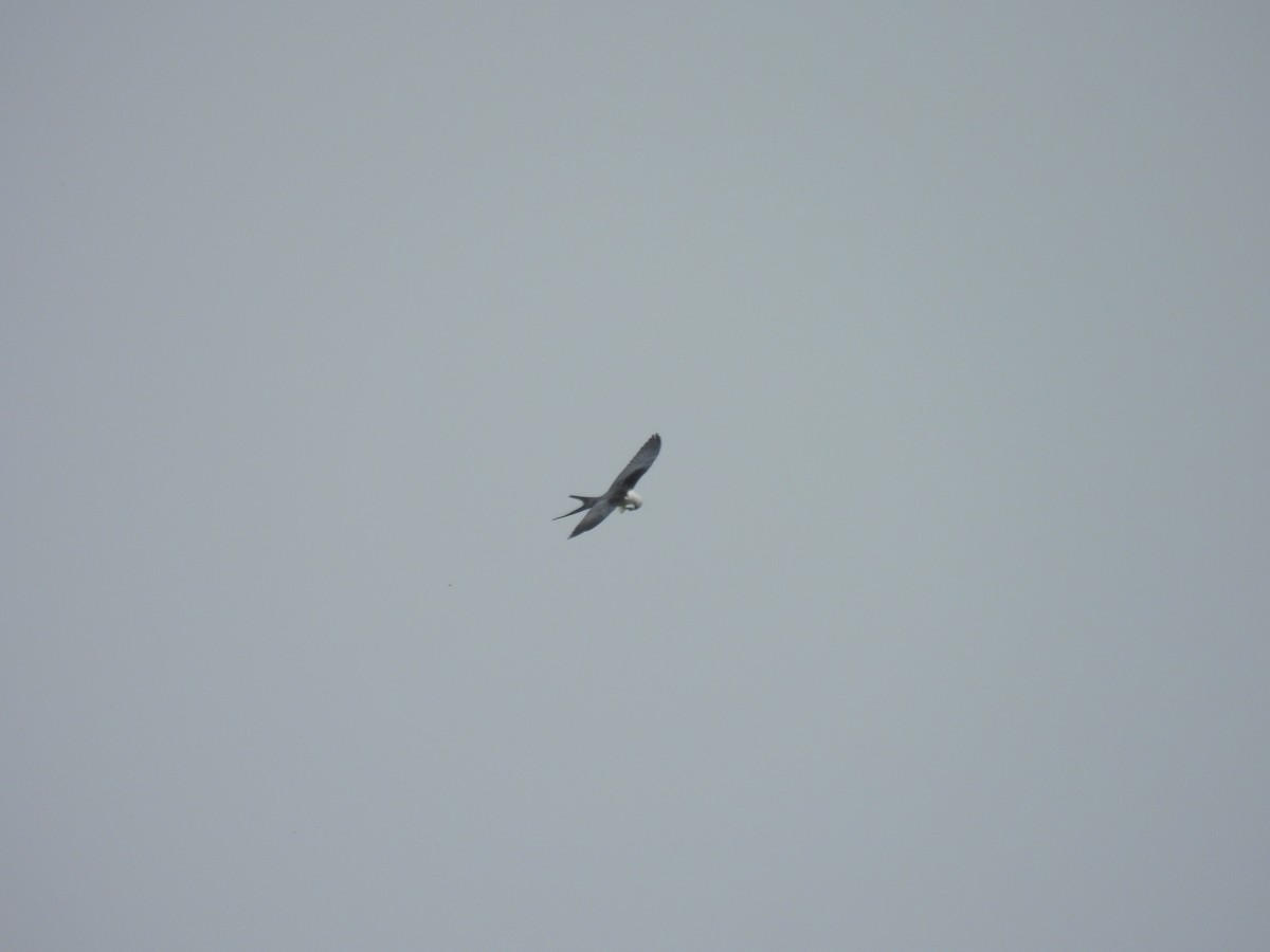 Swallow-tailed Kite - ML600034991
