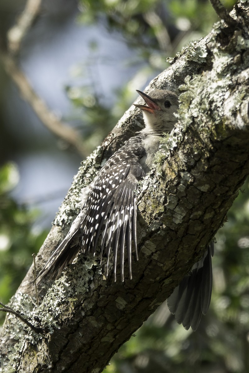 Red-bellied Woodpecker - ML600036071