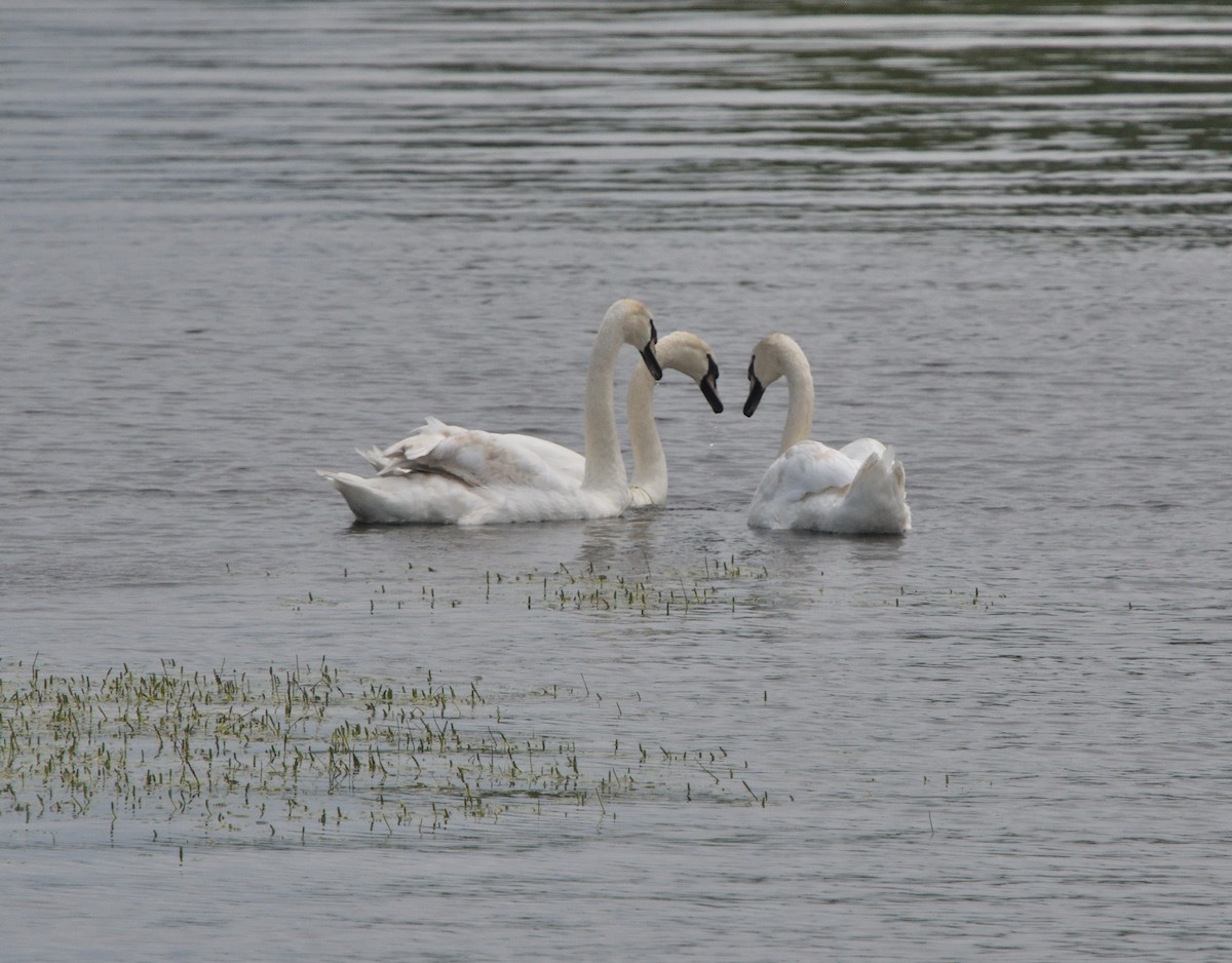 ML600041191 Mute Swan Macaulay Library