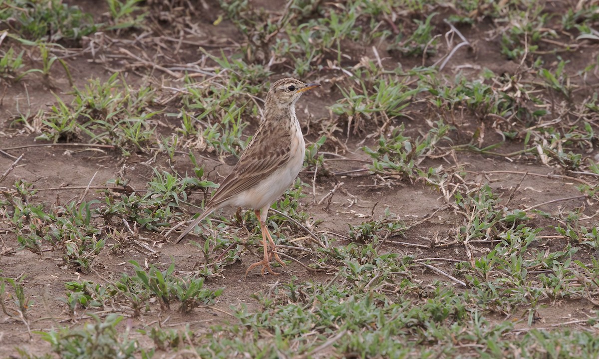 African Pipit - ML600042611