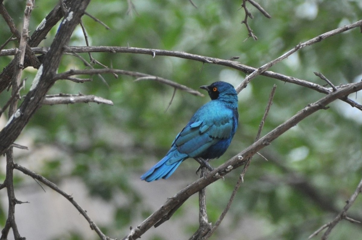 Greater Blue-eared Starling - ML600043971