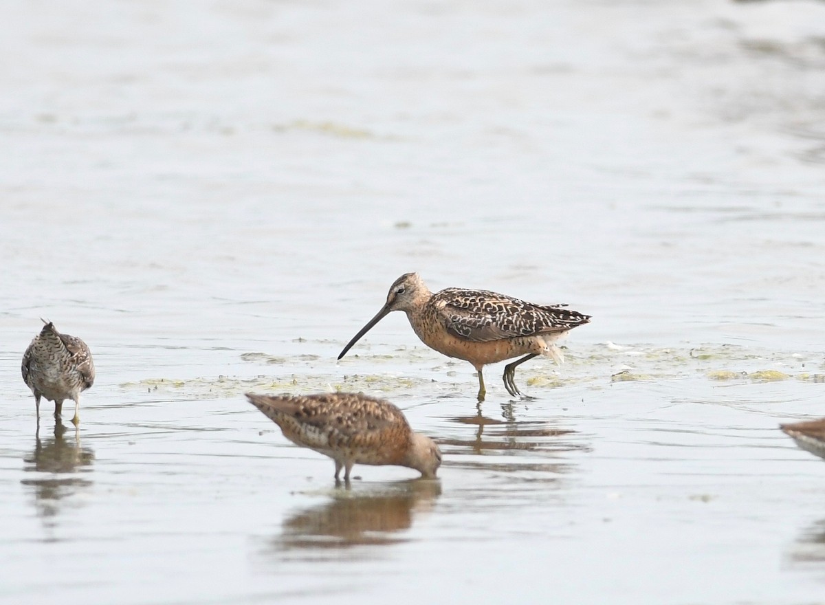 Long-billed Dowitcher - ML600047081