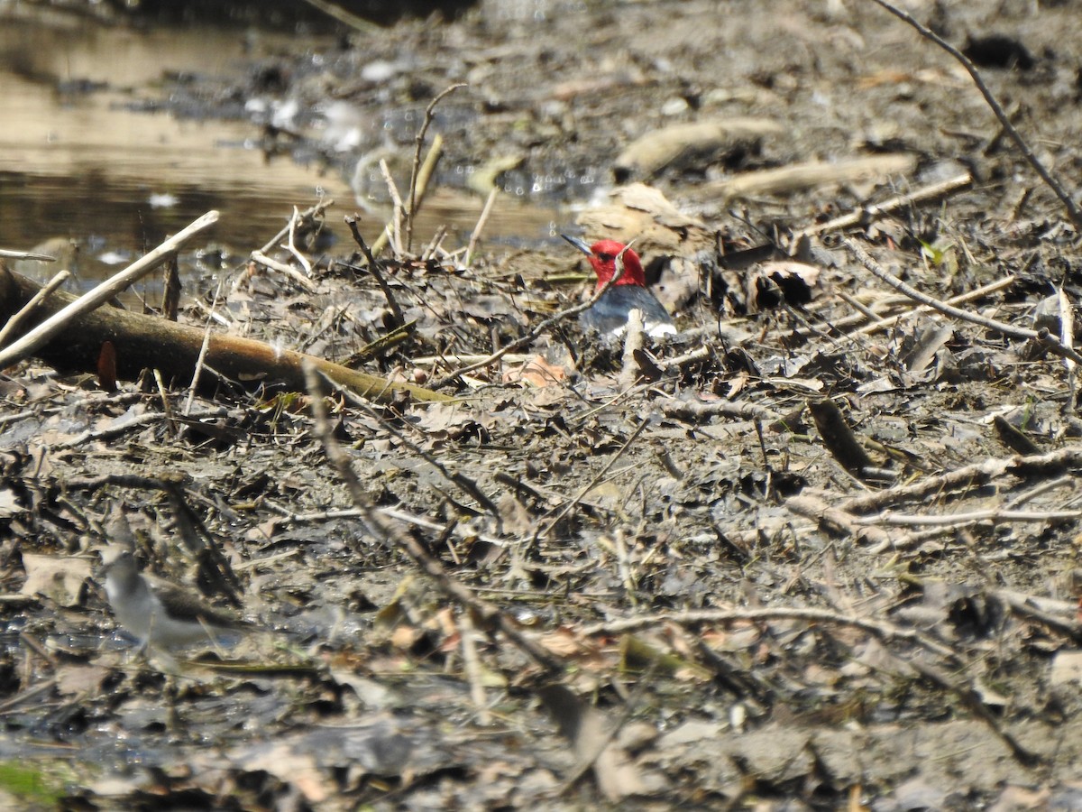 Red-headed Woodpecker - ML600049011