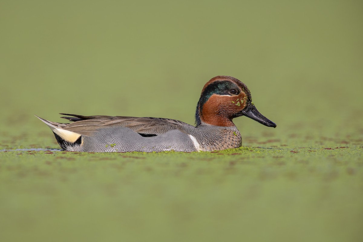 Green-winged Teal - Dorian Anderson