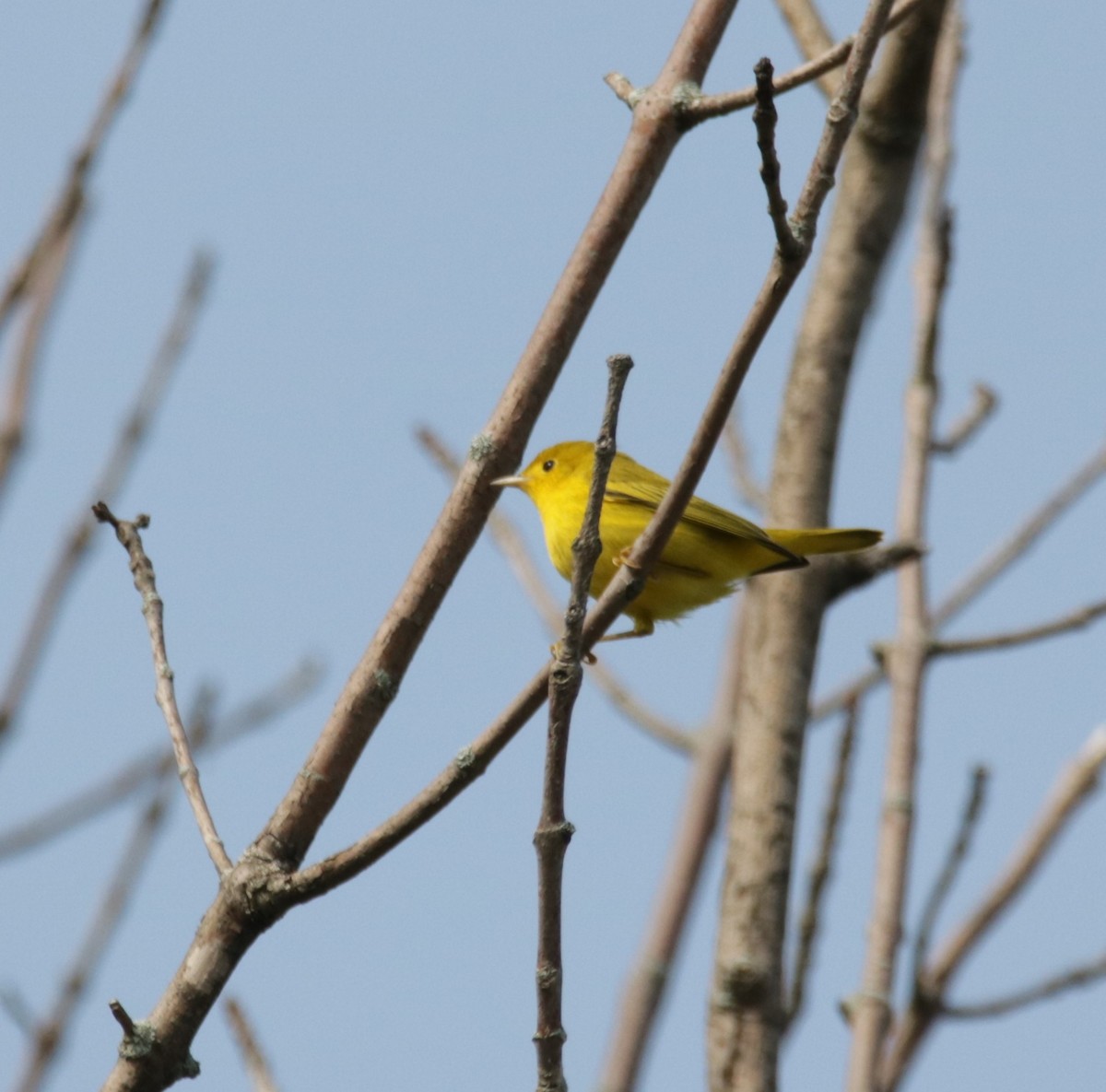 Yellow Warbler - ML600051041