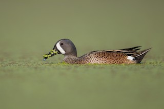 Blue-winged Teal, ML600052321