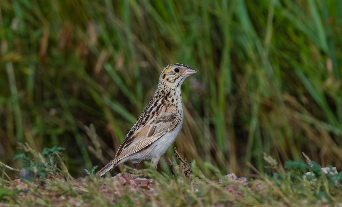 Baird's Sparrow - Jim Merritt