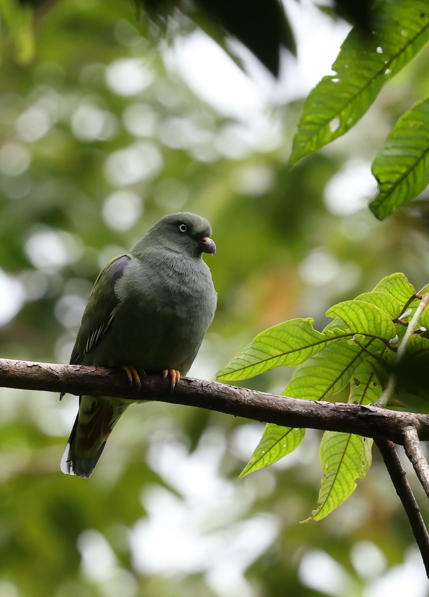 Sao Tome Green-Pigeon - ML600054431