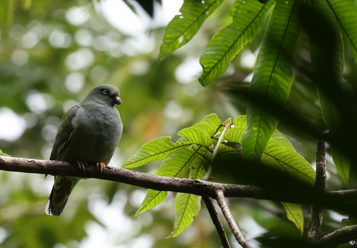 Sao Tome Green-Pigeon - ML600054441