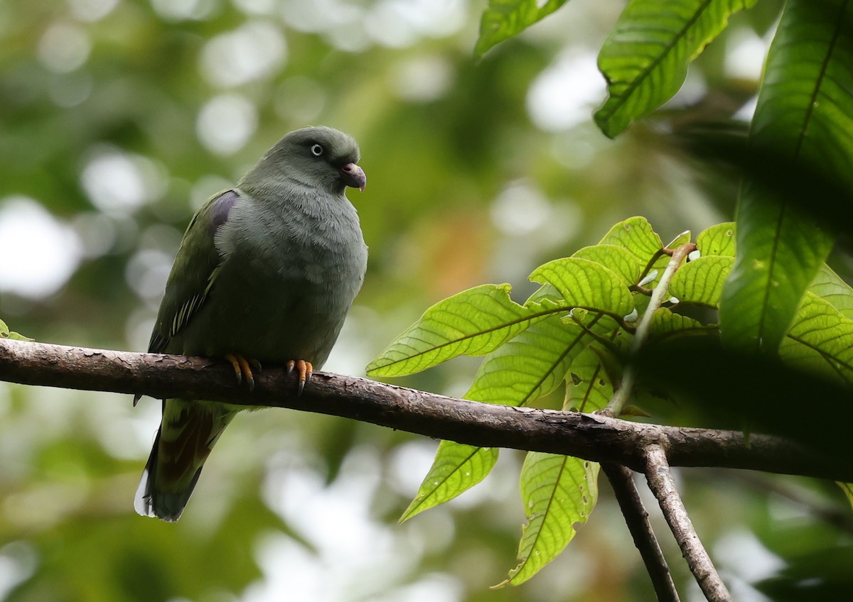 Sao Tome Green-Pigeon - ML600054801