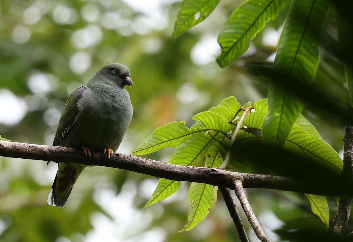 Sao Tome Green-Pigeon - ML600054811