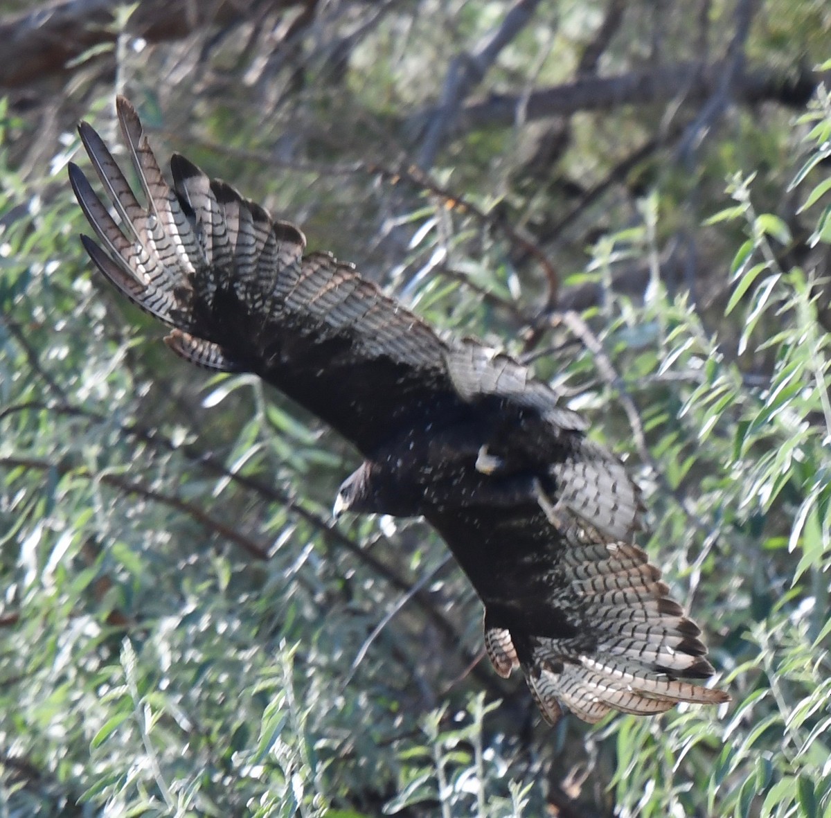 Zone-tailed Hawk - marcel finlay