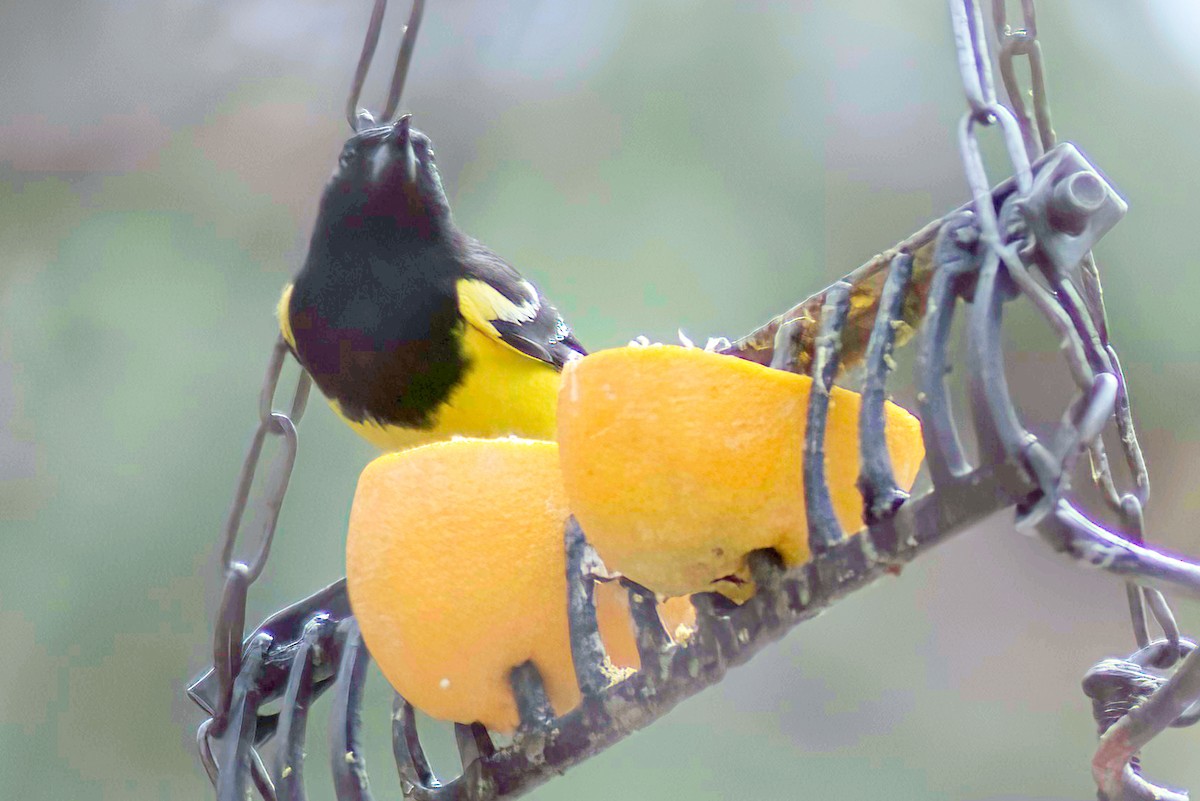 ML600058851 - Scott's Oriole - Macaulay Library