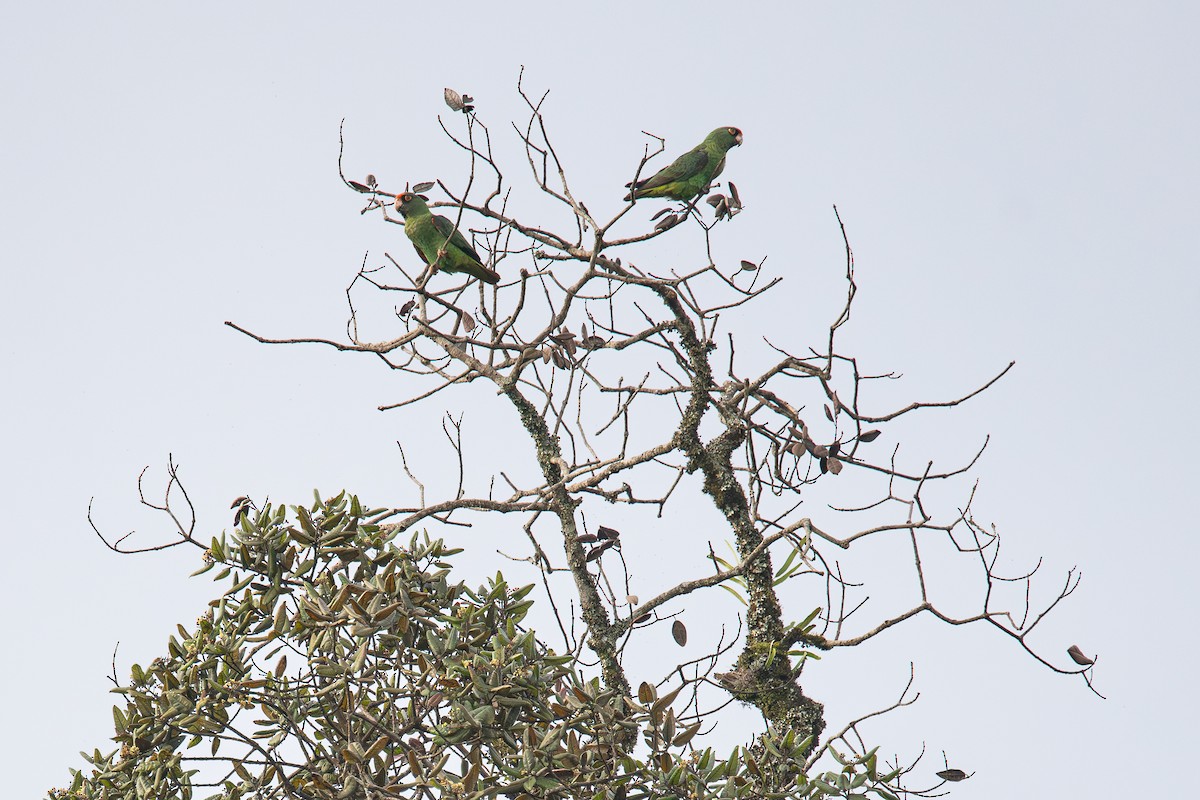 Red-fronted Parrot (Red-fronted) - ML600061951