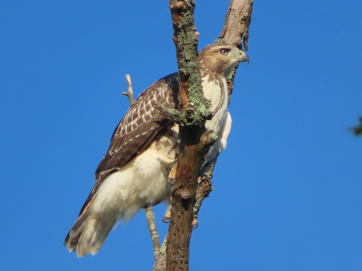 Red-tailed Hawk - ML600066031