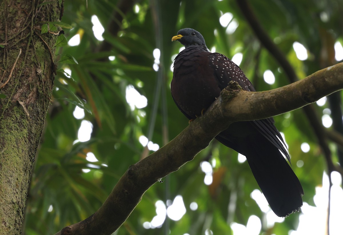 Pigeon de Sao Tomé - ML600067041
