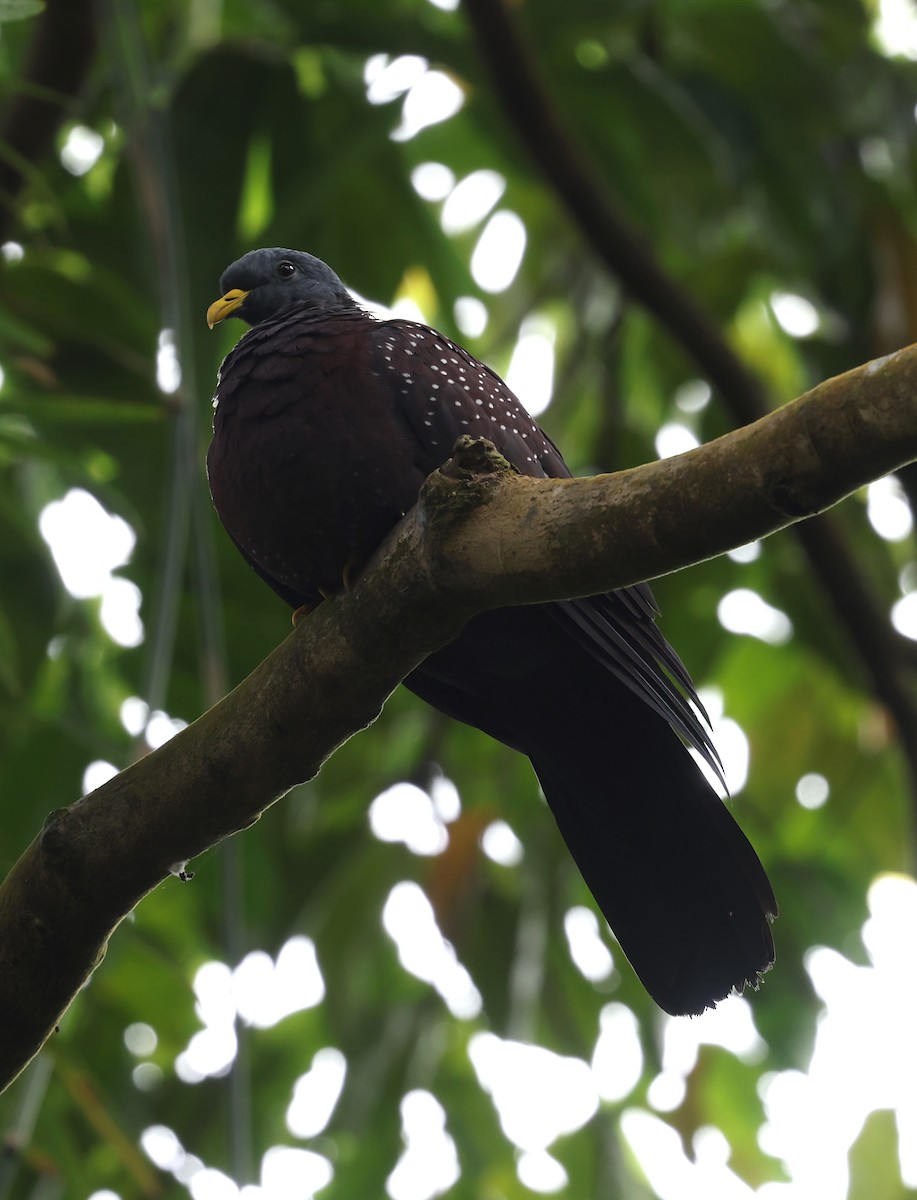 Pigeon de Sao Tomé - ML600067061