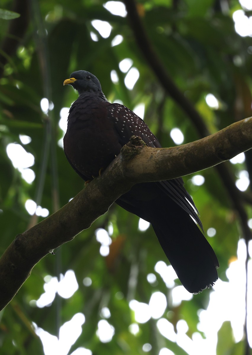 Pigeon de Sao Tomé - ML600067071