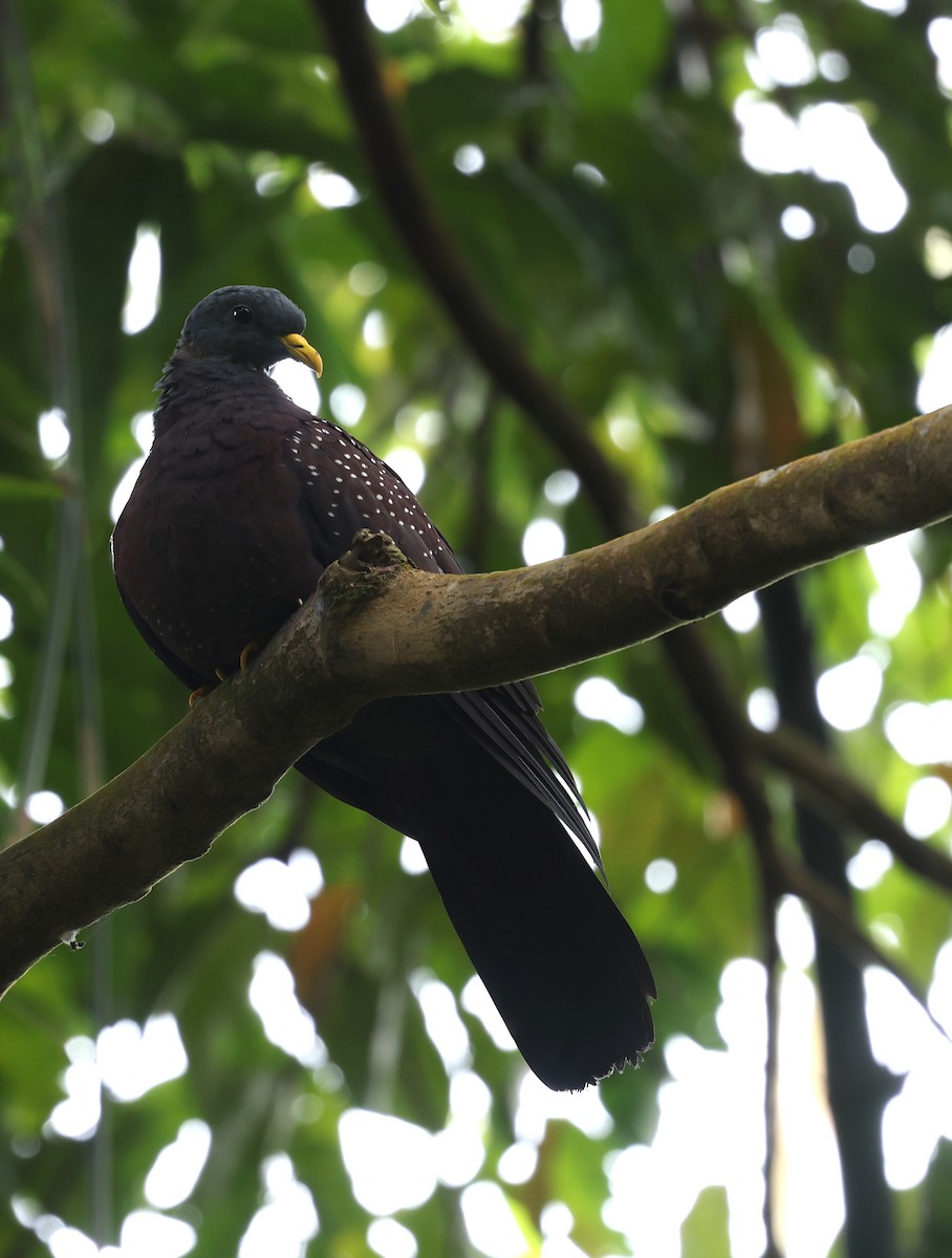 Pigeon de Sao Tomé - ML600067191