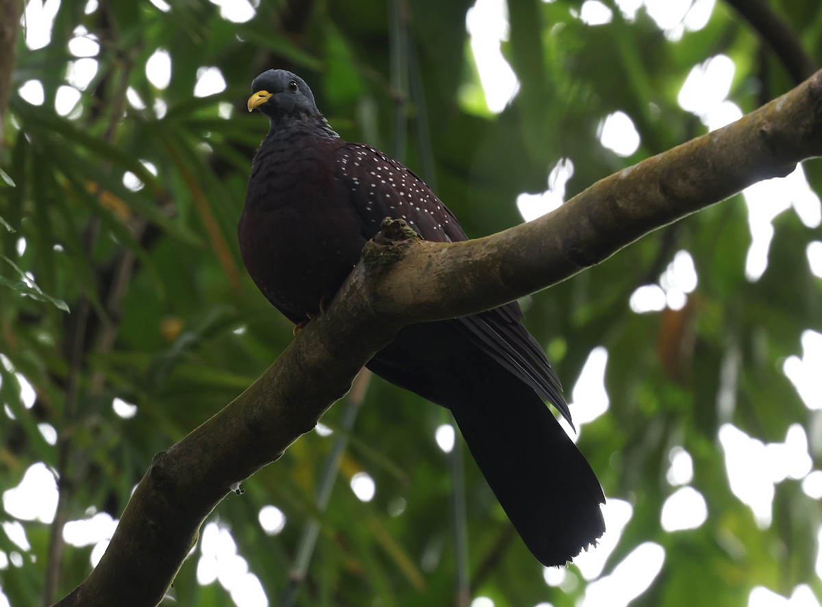 Pigeon de Sao Tomé - ML600067281