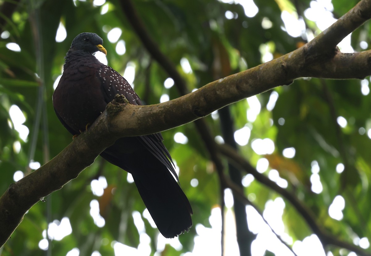 Pigeon de Sao Tomé - ML600067451