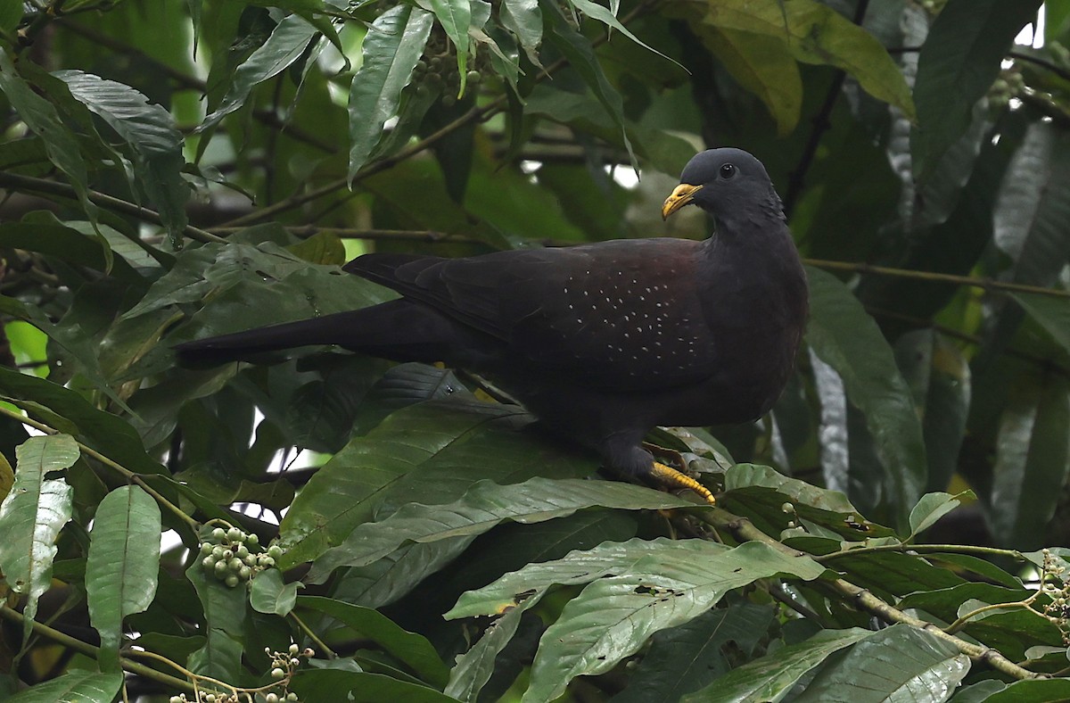 Pigeon de Sao Tomé - ML600067931