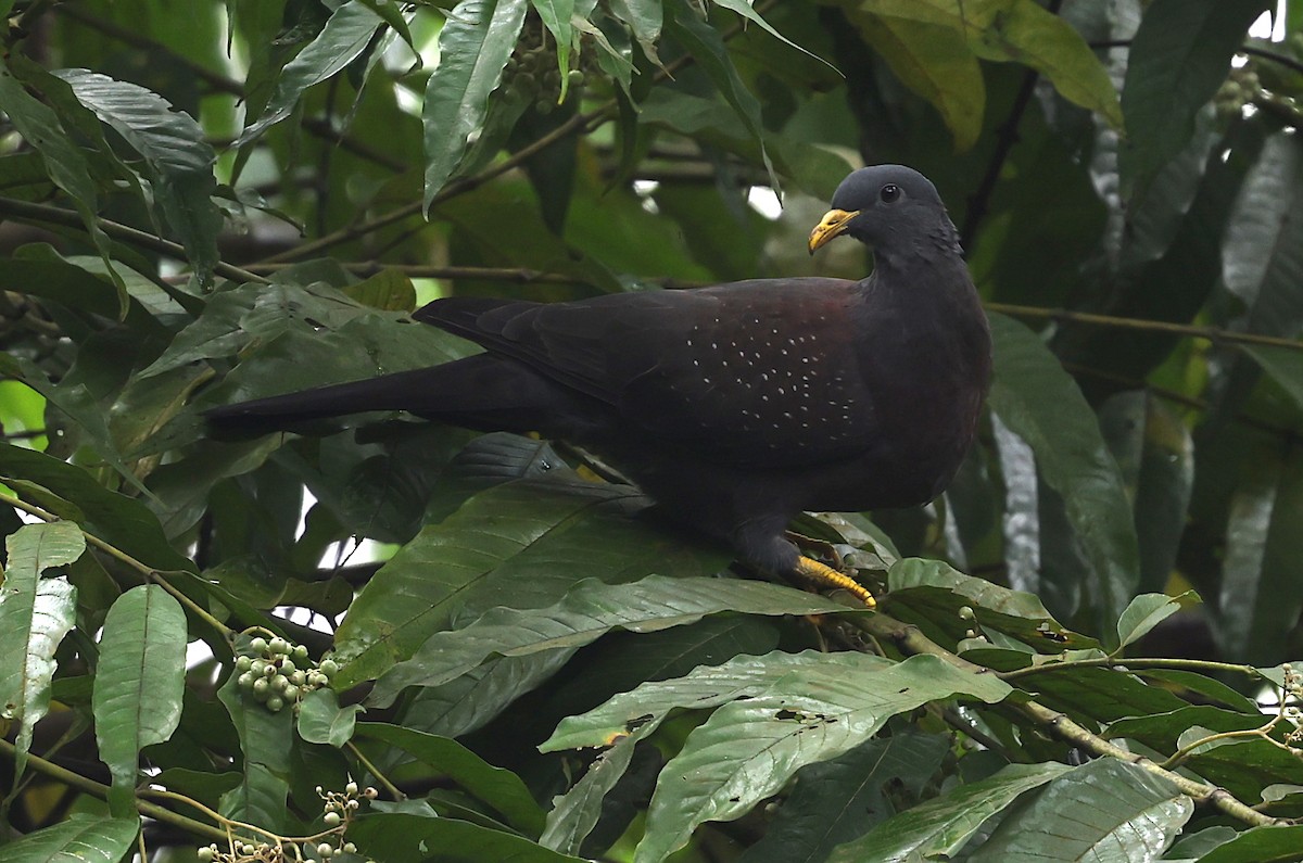 Pigeon de Sao Tomé - ML600067941