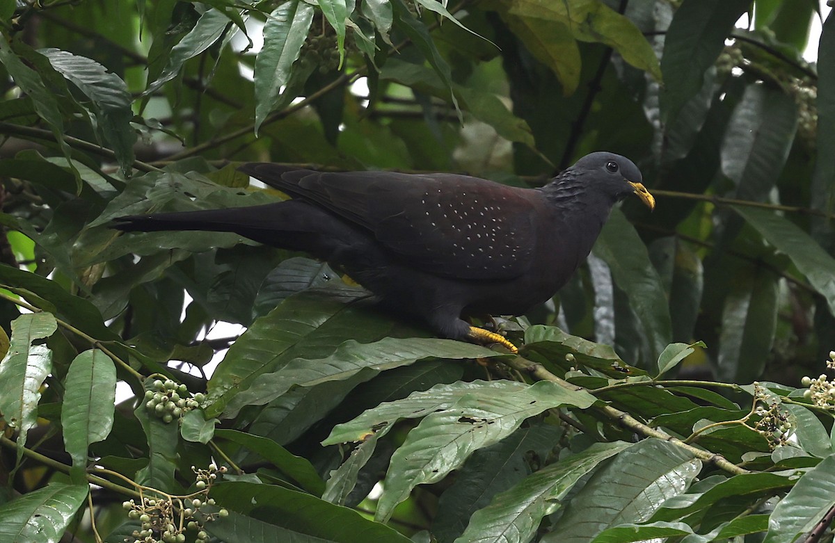 Pigeon de Sao Tomé - ML600067961