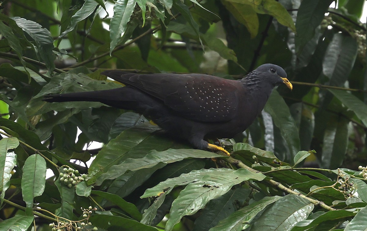 Pigeon de Sao Tomé - ML600067971