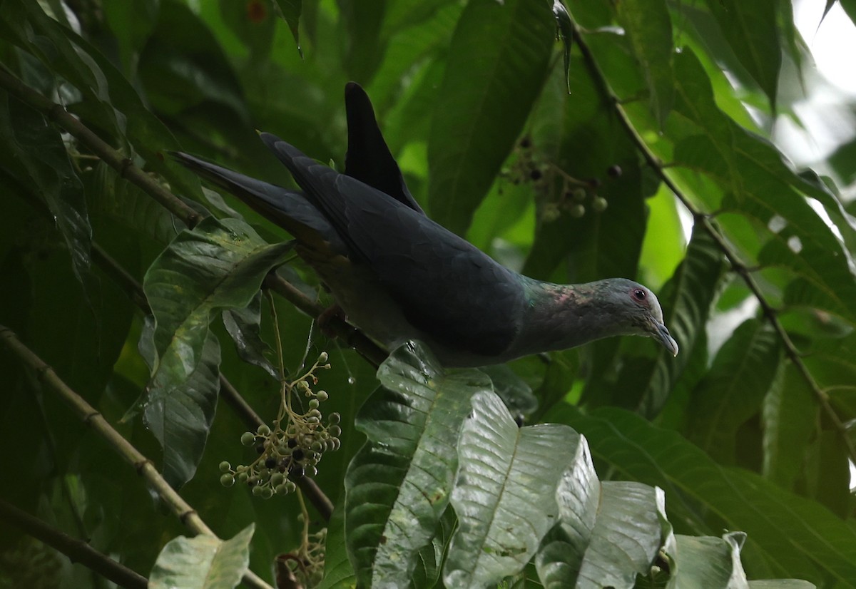 Sao Tome Pigeon - ML600068321