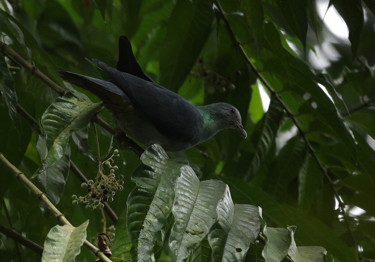Sao Tome Pigeon - Kasper R. Berg