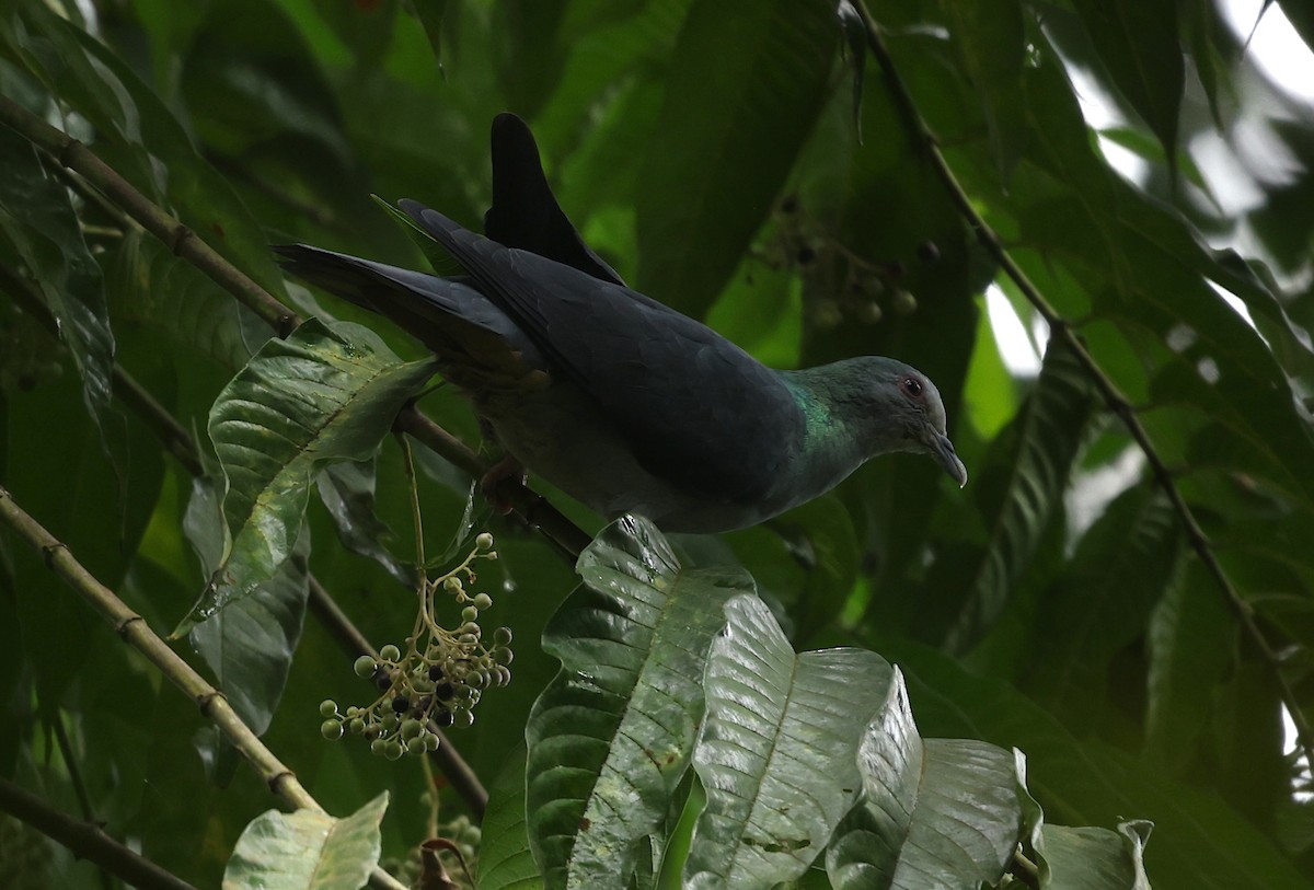 Sao Tome Pigeon - ML600068341