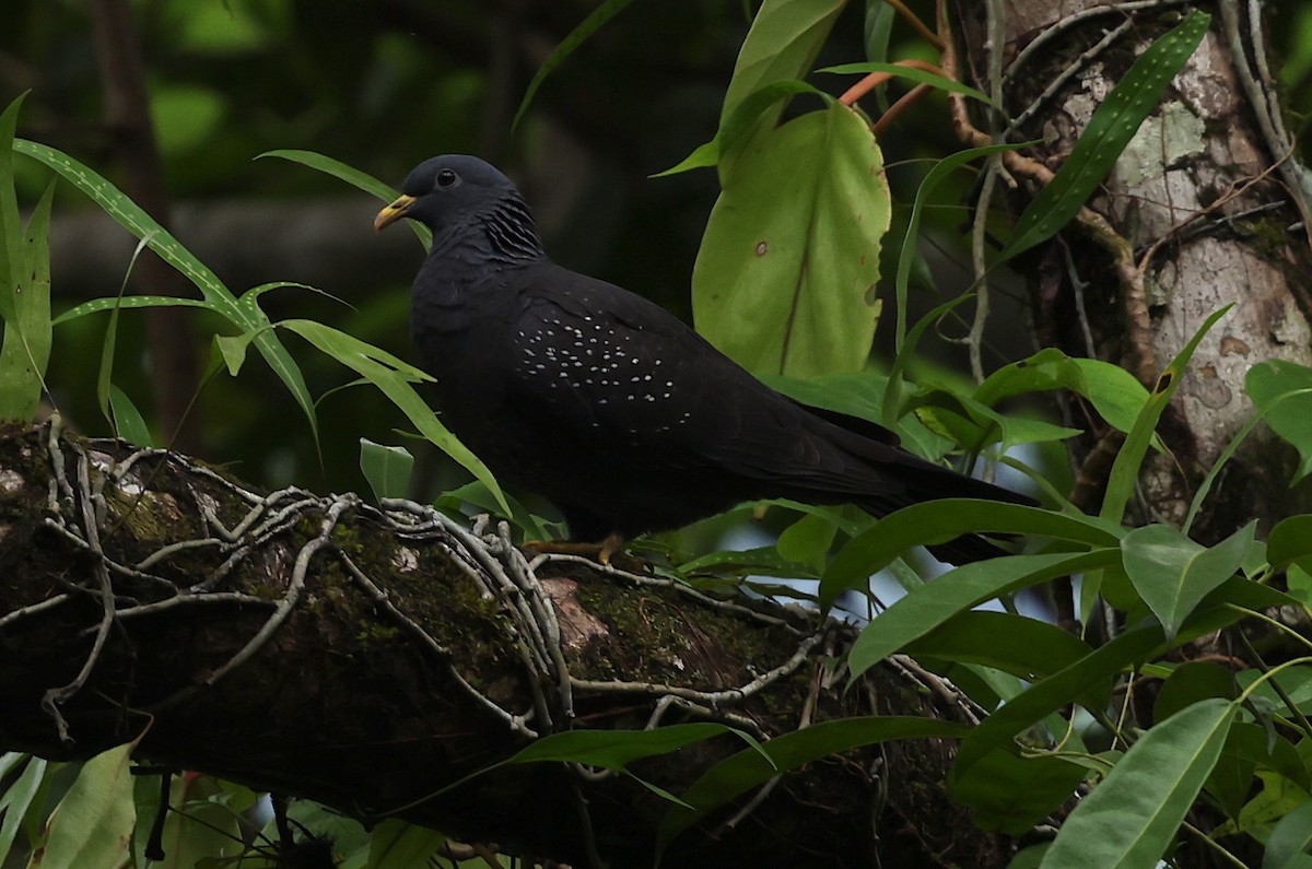 Pigeon de Sao Tomé - ML600068461