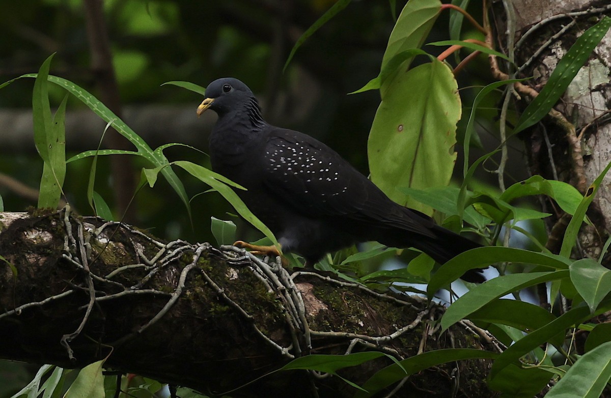Pigeon de Sao Tomé - ML600068471