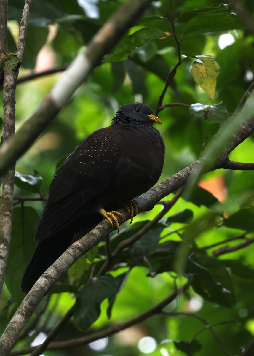 Pigeon de Sao Tomé - ML600068521