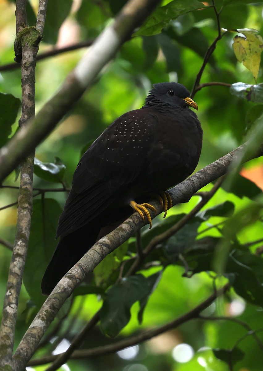 Pigeon de Sao Tomé - ML600068531