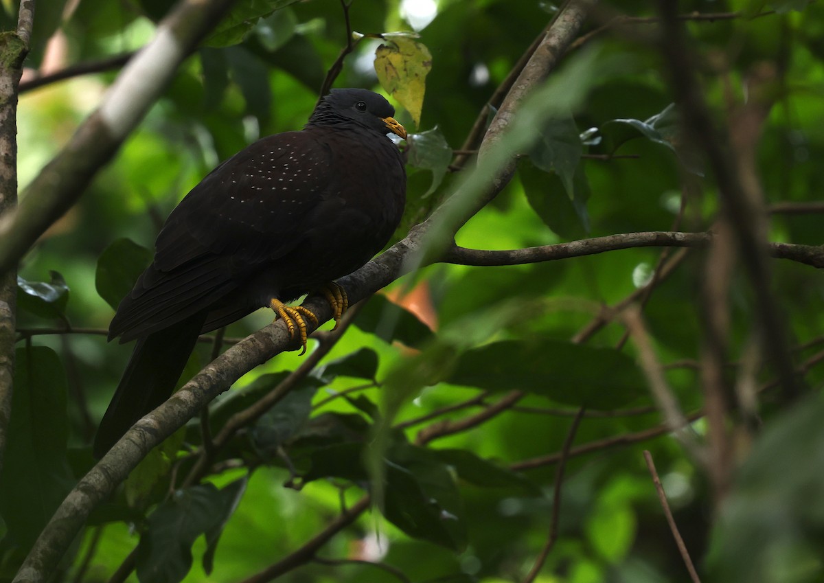 Pigeon de Sao Tomé - ML600068551