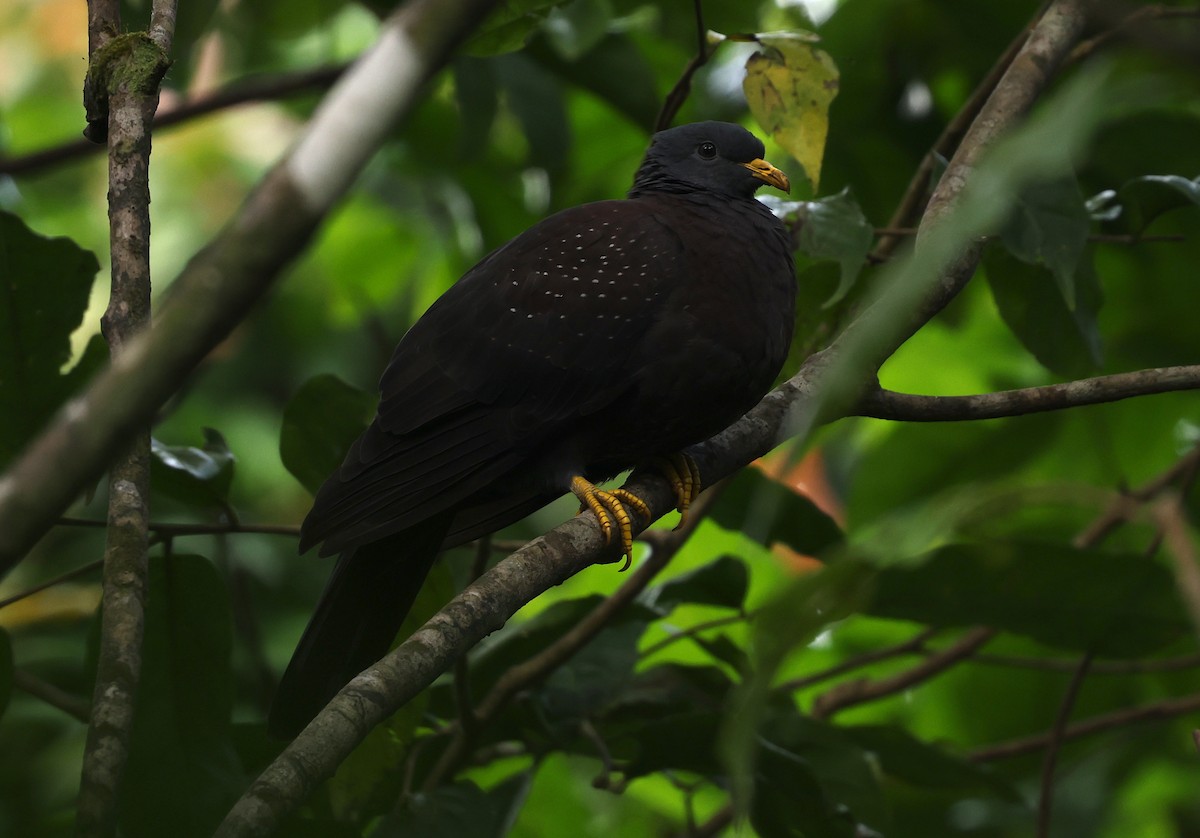 Pigeon de Sao Tomé - ML600068561