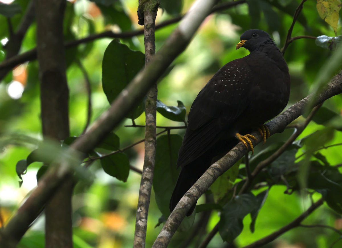 Pigeon de Sao Tomé - ML600068571