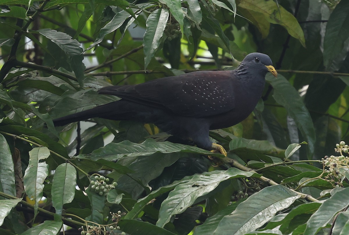 Pigeon de Sao Tomé - ML600069441