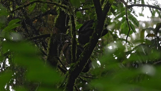 Ibis de Santo Tomé - ML600071931