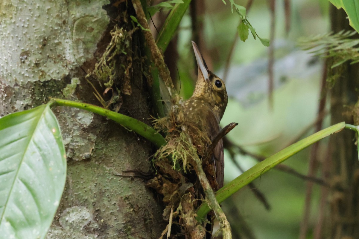 Spotted Woodcreeper - ML600072191