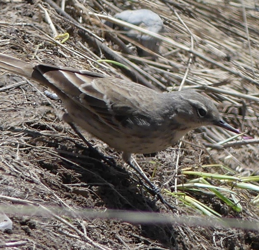Water Pipit - ML600073531