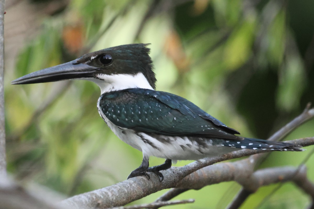 Amazon Kingfisher - Jorge Alcalá