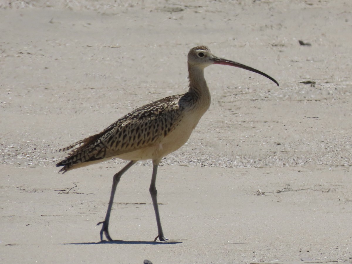 Long-billed Curlew - ML600078021