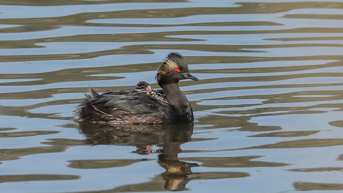 ML600078401 - Eared Grebe - Macaulay Library